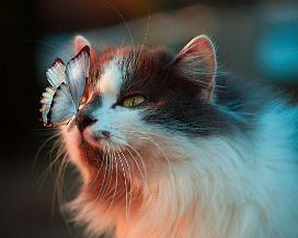 Cats