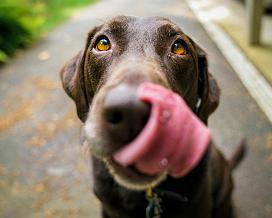 Dogs