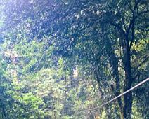 Canopy Cable