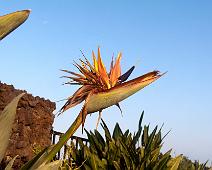 IMG_8328-Flower-2 Bird-of-Paradise plant