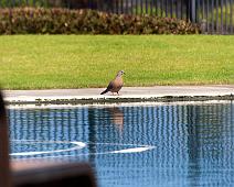 IMG_8377-Bird-at-Pool