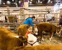 _MG_2731 Little girl leading her cattle..