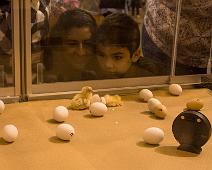 _MG_2798 Mom and son gazing at the chicks