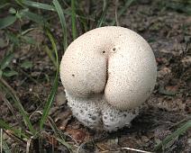 ButtShrum