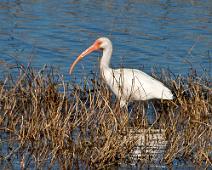 Anahuac-Bird-2015 Anahuac 2015