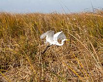 Flying-Egret Flying away