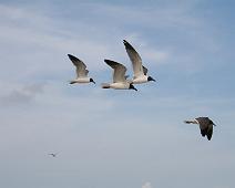 Galveston 20070630_013