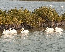 IMG_1438_5-swans