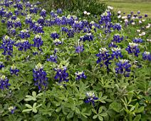 Blue Bonnets Garden Blue Bonnets at the Westbury Community Garden