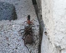 J_WaspDraggingDinner_SGoldberg Wasp dragging dinner to its den