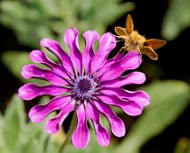 N_FlowerBug_SGoldberg Houston Camera Club 2016 Year End 3rd place Nature category