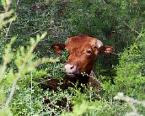 P_HidingCow_SGoldberg Cow hiding in the trees