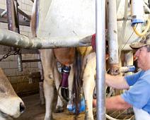 IMG_3617 Bob attaching the milking machine